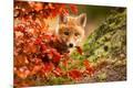 Photographic Print
