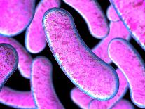 Clostridium Botulinum Bacteria-Robert Brocksmith-Framed Photographic Print