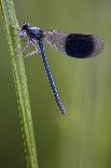 Banded Demoiselle (Calopteryx splendens) damselfly covered with dew, Kent, England-Robert Canis-Framed Photographic Print