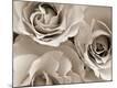 Premium Photographic Print
