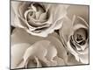Premium Photographic Print