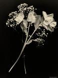 Three White Roses-Robert Cattan-Photographic Print