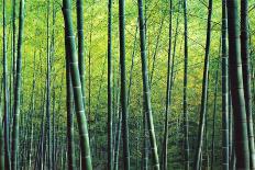 The Bamboo Grove-Robert Churchill-Mounted Art Print
