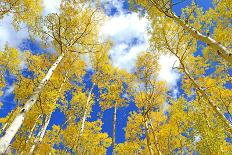 Autumn Foliage: Aspen Trees in Fall Colors-robert cicchetti-Photographic Print