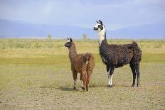 Llama in a Mountain Landscape-robert cicchetti-Framed Photographic Print