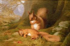 Squirrels in a Wood-Robert Collinson-Giclee Print