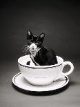 Kitten in a Teacup-Robert Essel-Photographic Print