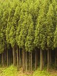 Koya Sugi Cedar Trees-Robert Essel-Photographic Print