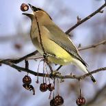 A Cedar Waxwing Tosses up a Fruit from a Flowering Crab Tree, Freeport, Maine, January 23, 2007-Robert F. Bukaty-Photographic Print