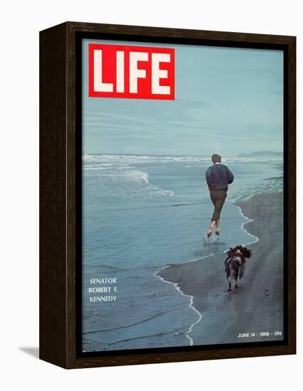 Robert F. Kennedy Jogging on the Beach with his Dog, June 14, 1968-Bill Eppridge-Framed Premier Image Canvas