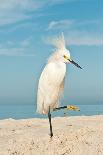 Snowy Egret Standing on Sandy Beach on One Leg and Showing Feathers-Robert F Leahy-Photographic Print