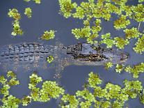 Juvenile Alligator in Swampland (Bayou) at Jean Lafitte National Historical Park and Preserve, USA-Robert Francis-Photographic Print