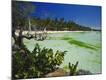 Photographic Print