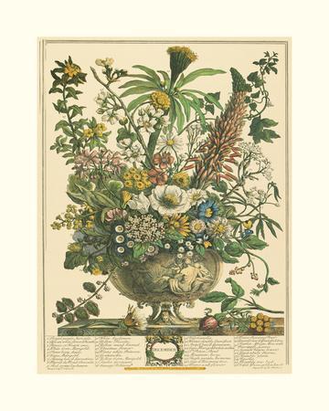 Robert Furber Botanical Prints, Paintings & Wall Art | Art.com