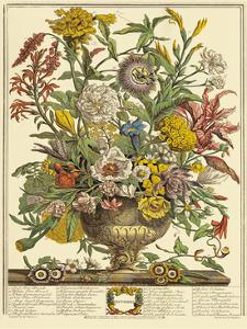 Vintage Botanical Prints Illustrations Posters Wall Art Art Com