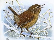 Birds, Wren-Robert Gillmor-Photographic Print