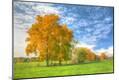 Photographic Print