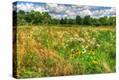 Stretched Canvas Print