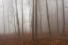Autumn Forest in Mist-Robert Haasmann-Photographic Print