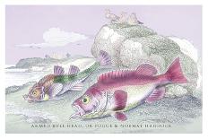 Blue Striped Wrasse-Robert Hamilton-Art Print