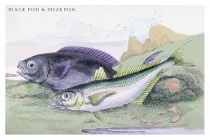 Plain Bonito and Swordfish-Robert Hamilton-Art Print