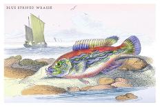 Butterfly Fish and Gattoruginous Blenny-Robert Hamilton-Art Print