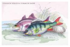 Common Perch and Common Bass-Robert Hamilton-Art Print