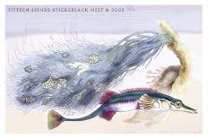 Plain Bonito and Swordfish-Robert Hamilton-Art Print