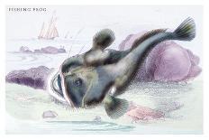 Plain Bonito and Swordfish-Robert Hamilton-Art Print