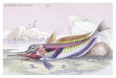 Tagos Goldsinny and Trumpet Fish-Robert Hamilton-Art Print