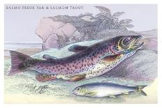 Plain Bonito and Swordfish-Robert Hamilton-Art Print