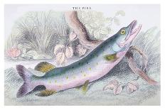 Tagos Goldsinny and Trumpet Fish-Robert Hamilton-Art Print