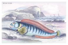 Blue Striped Wrasse-Robert Hamilton-Art Print