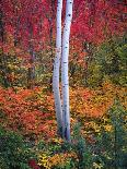 Aspen 1-Robert Hansen-Framed Premier Image Canvas