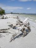 Royal Tern Birds on Beach, Sanibel Island, Gulf Coast, Florida-Robert Harding-Photographic Print