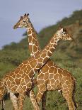 Giraffe, Sambura, Kenya, Africa-Robert Harding-Photographic Print