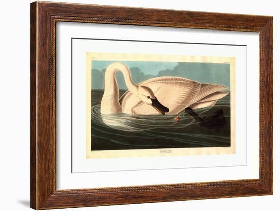 Robert Havell after John James Audubon-null-Framed Giclee Print