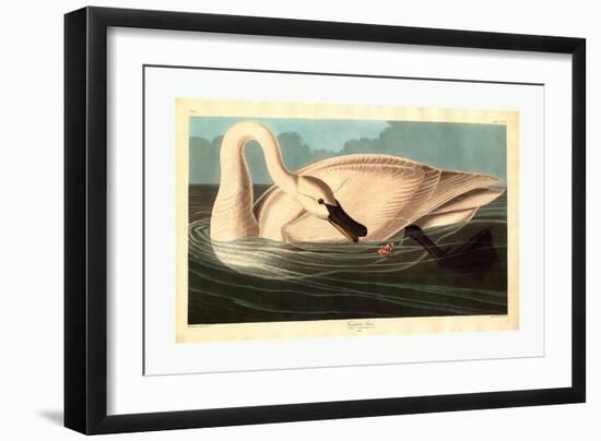 Robert Havell after John James Audubon-null-Framed Giclee Print