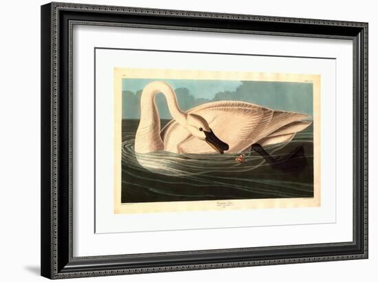 Robert Havell after John James Audubon-null-Framed Giclee Print