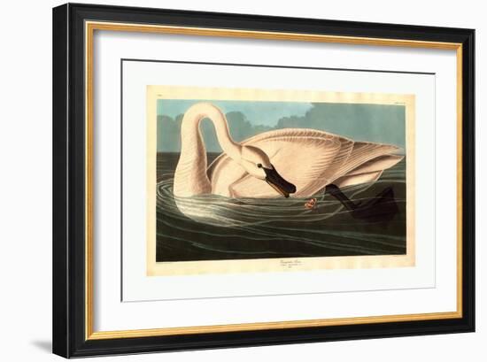 Robert Havell after John James Audubon-null-Framed Giclee Print