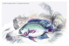 Serrasalmo Piranha-Robert Hermann Schomburgk-Art Print