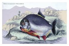 Serrasalmo Piranha-Robert Hermann Schomburgk-Art Print