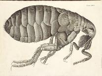 Grey Drone-Fly, Observation XXXIX from Hooke's Micrographia, 1664-Robert Hooke-Giclee Print
