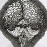 Louse Clinging to a Human Hair in Hooke's Micrographia, 1665-Robert Hooke-Giclee Print