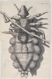 Louse Clinging to a Human Hair in Hooke's Micrographia, 1665-Robert Hooke-Giclee Print