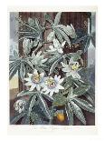 Passion Flowers-Robert John Thornton-Giclee Print