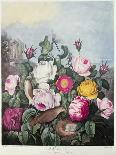 Roses, Engraved by Earlom, from 'The Temple of Flora', by Robert Thornton, Pub. 1805-Robert John Thornton-Framed Giclee Print