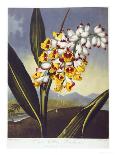 Tulips-Robert John Thornton-Giclee Print