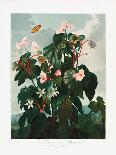 Passion Flowers-Robert John Thornton-Giclee Print