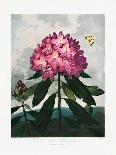 Passion Flowers-Robert John Thornton-Giclee Print